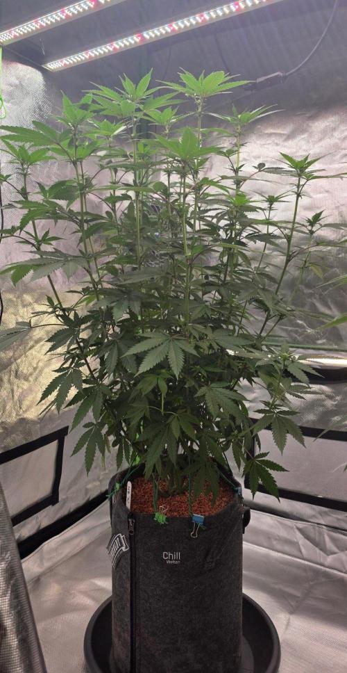 ONE LOVE Bob Marley Edition. Week 11