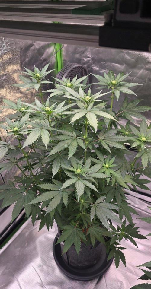 ONE LOVE Bob Marley Edition. Week 11