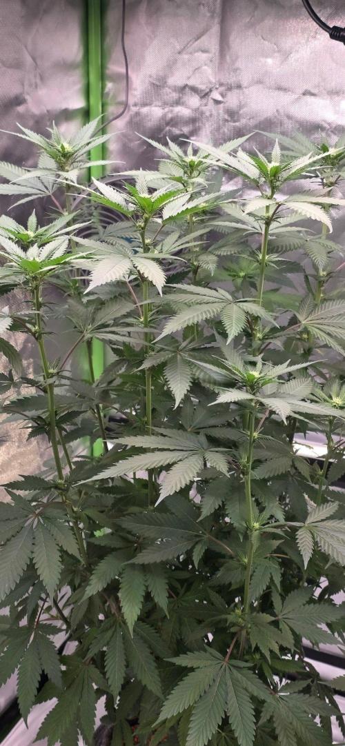 ONE LOVE Bob Marley Edition. Week 11