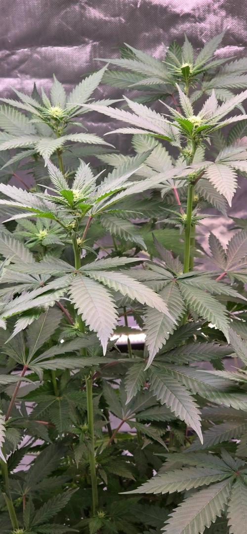 ONE LOVE Bob Marley Edition. Week 11