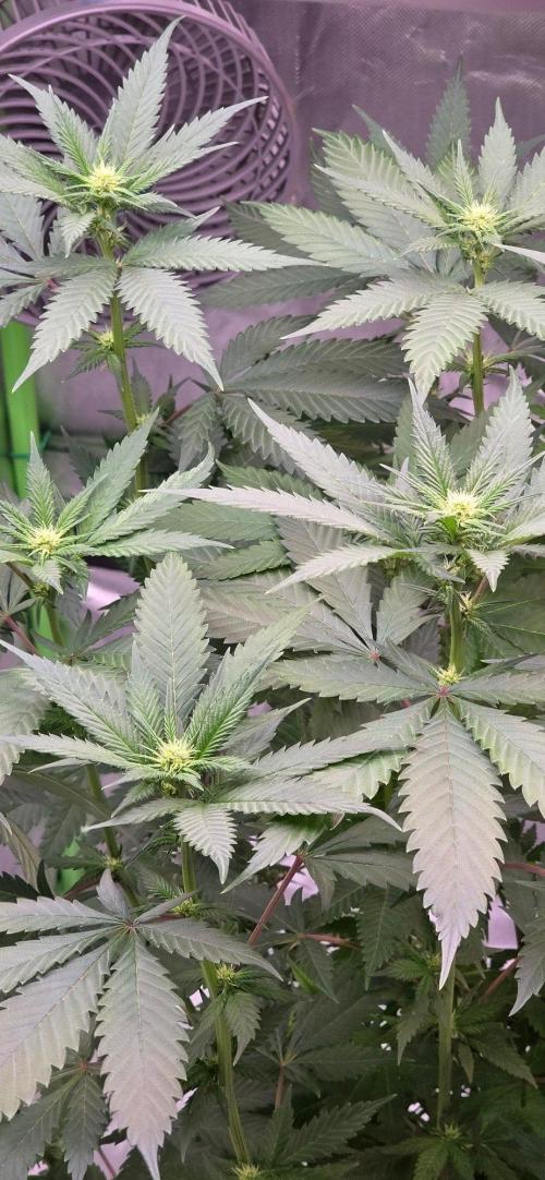 ONE LOVE Bob Marley Edition. Week 11