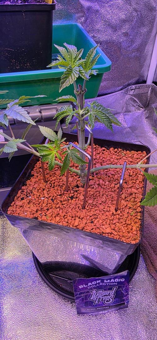 Black Orchard. Week 6