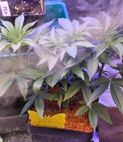 Black Orchard. Week 7