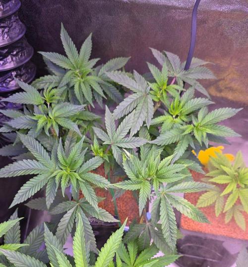 Black Orchard. Week 8