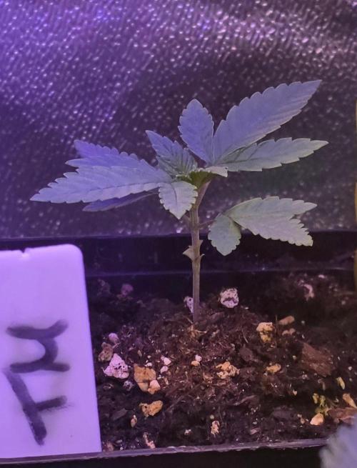 Triple Mints XXL. Week 3