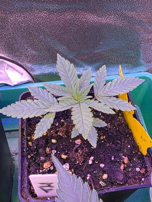 Triple Mints XXL. Week 3
