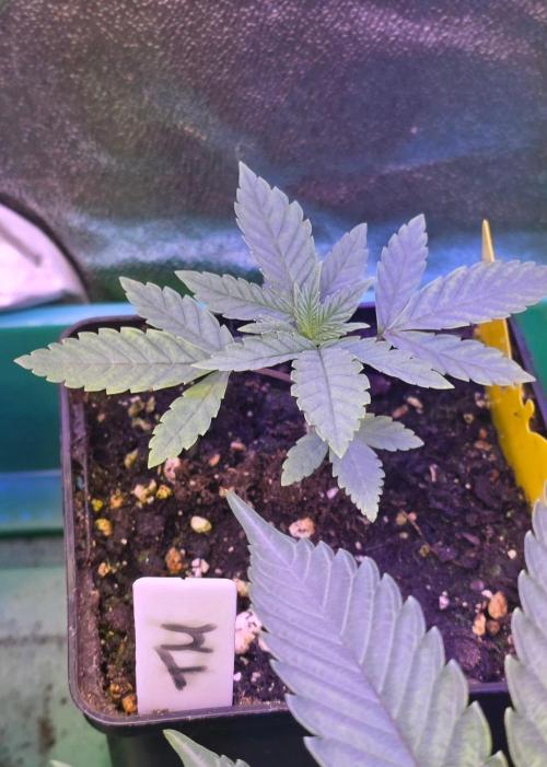 Triple Mints XXL. Week 3