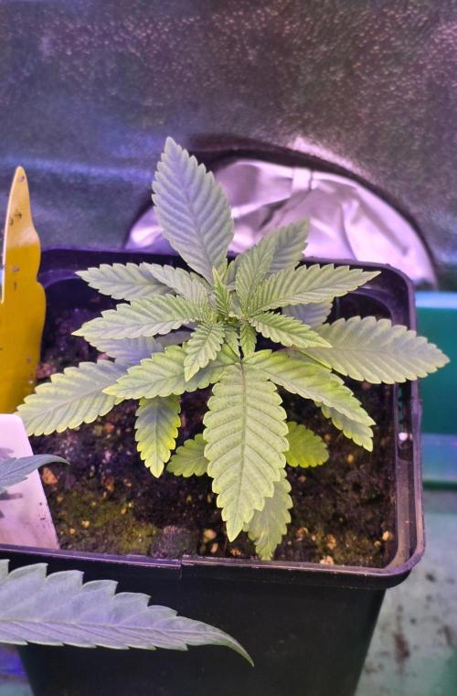 Sensi Seeds X CCG. Week 3