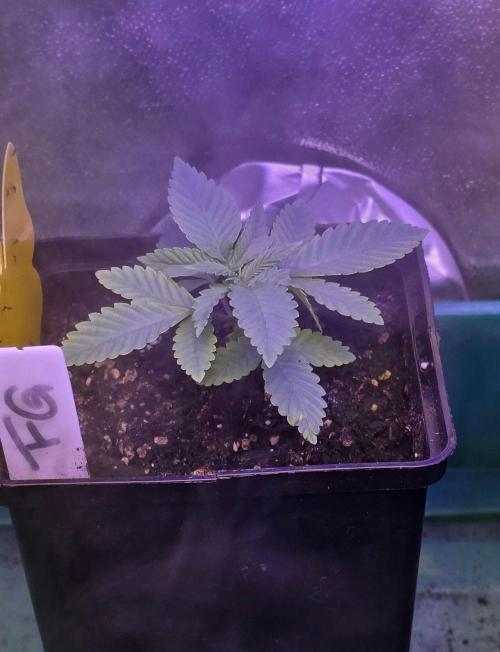 Sensi Seeds X CCG. Week 3