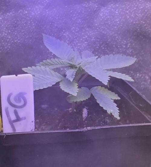 Sensi Seeds X CCG. Week 3