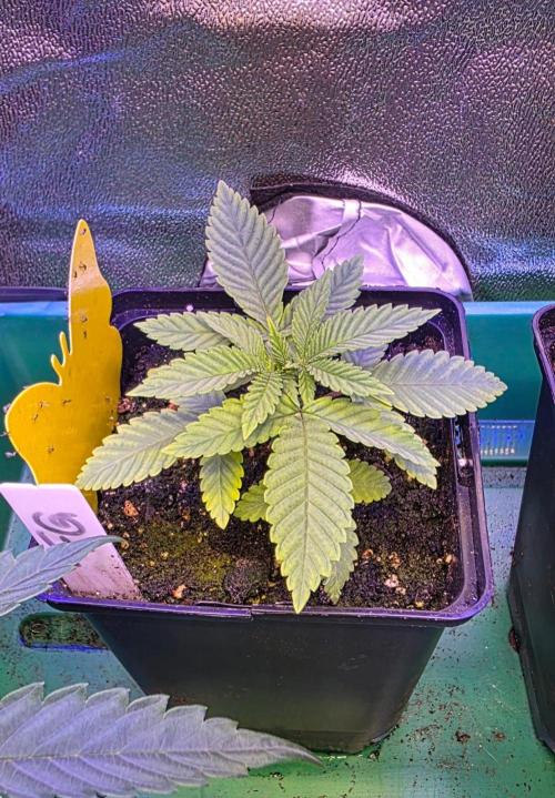 Frosted Grapes XXL. Week 3