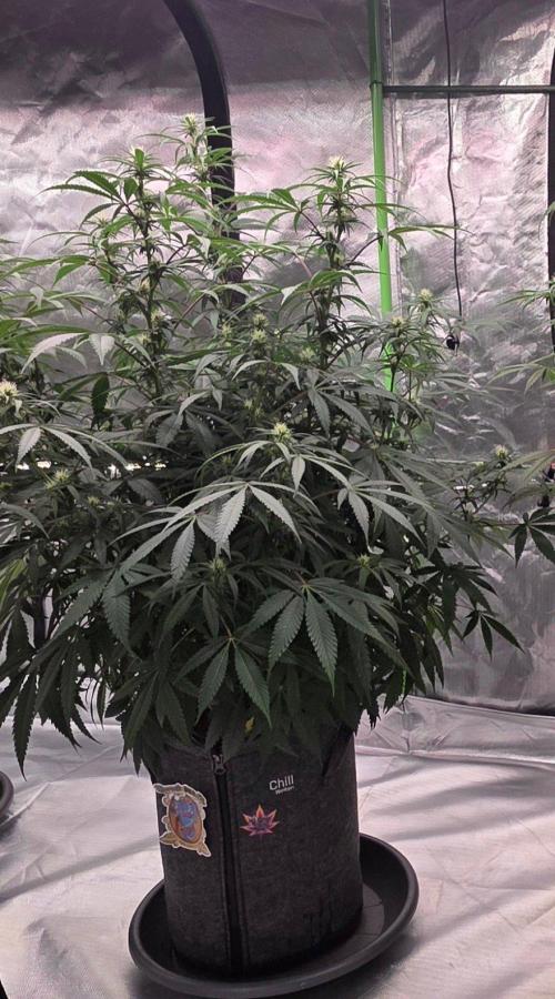 Tropicanna Poison F1 Fast Flowering. Week 11