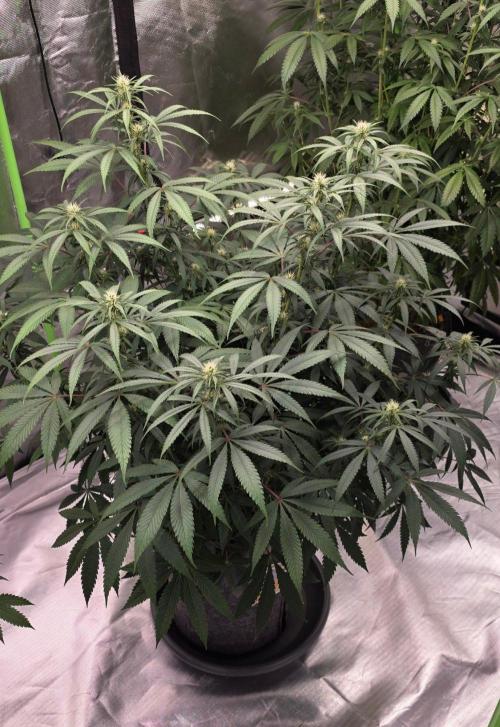 Tropicanna Poison F1 Fast Flowering. Week 11
