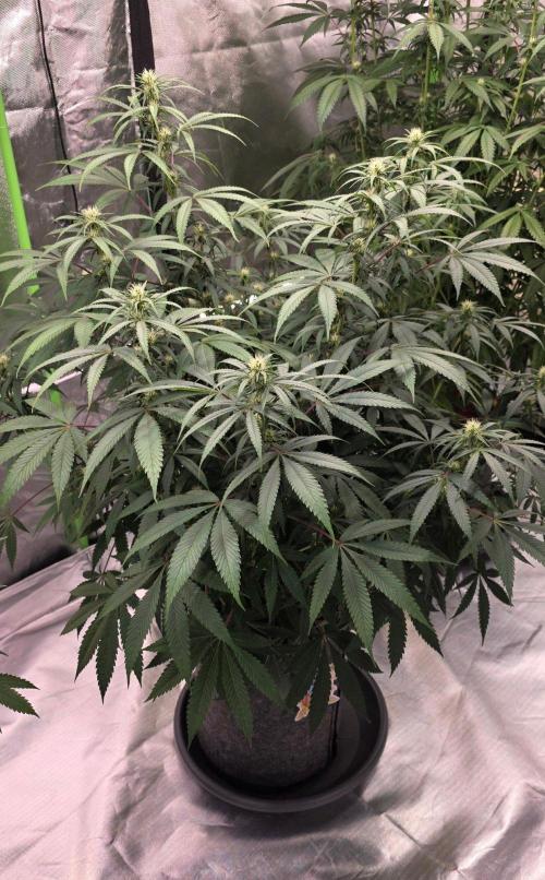 Tropicanna Poison F1 Fast Flowering. Week 11