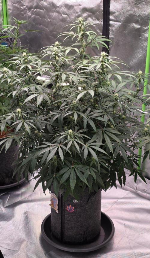 Tropicanna Poison F1 Fast Flowering. Week 11