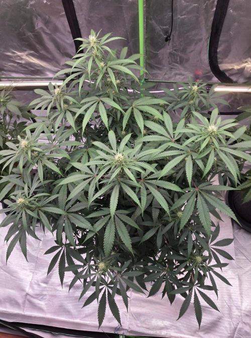 Tropicanna Poison F1 Fast Flowering. Week 11