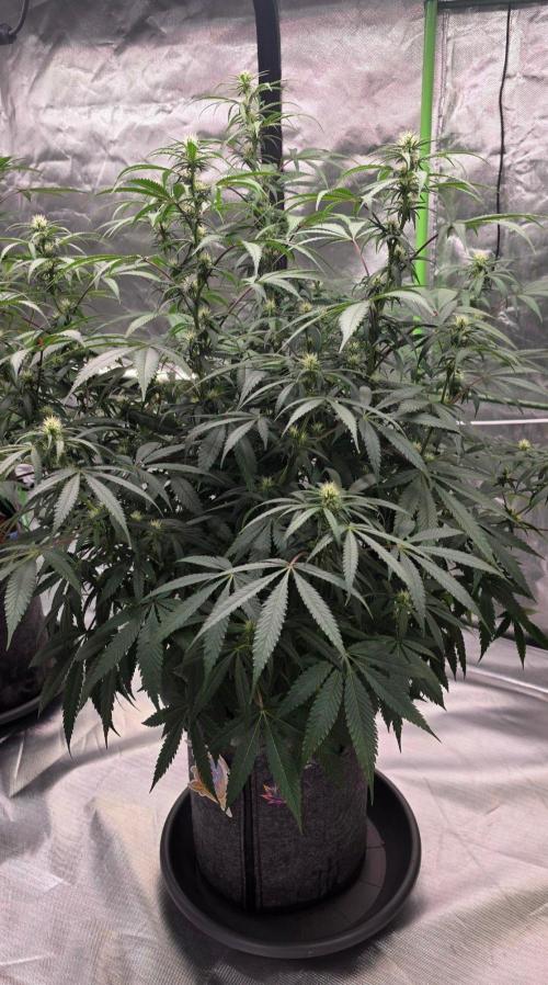 Tropicanna Poison F1 Fast Flowering. Week 11