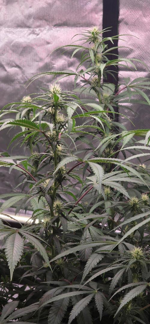 Tropicanna Poison F1 Fast Flowering. Week 11