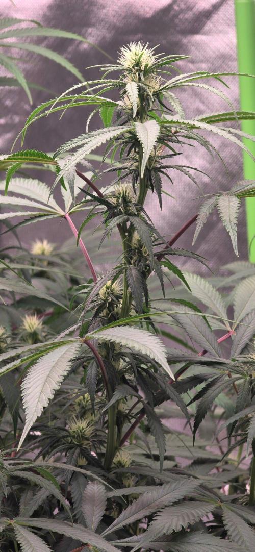Tropicanna Poison F1 Fast Flowering. Week 11