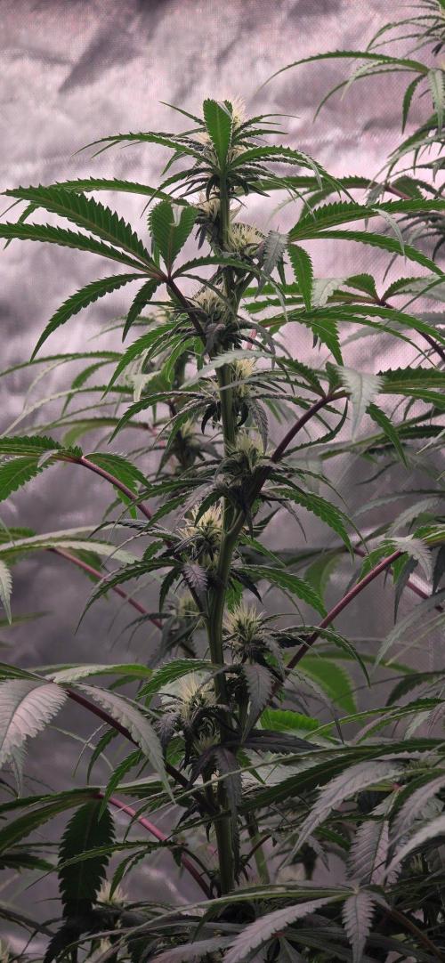 Tropicanna Poison F1 Fast Flowering. Week 11