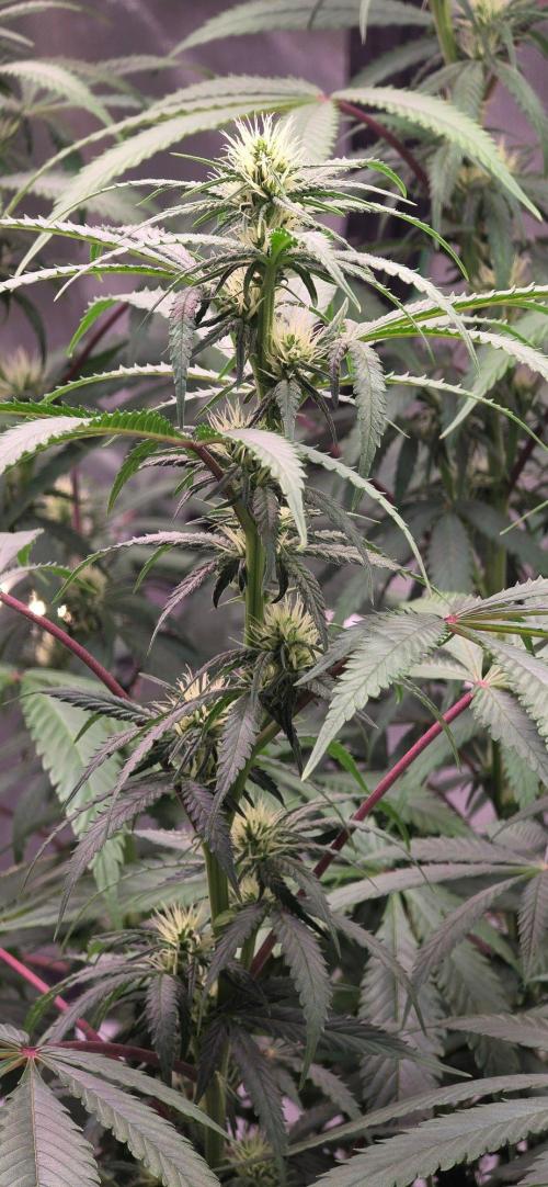 Tropicanna Poison F1 Fast Flowering. Week 11