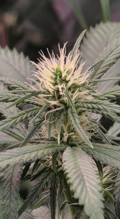 Tropicanna Poison F1 Fast Flowering. Week 11