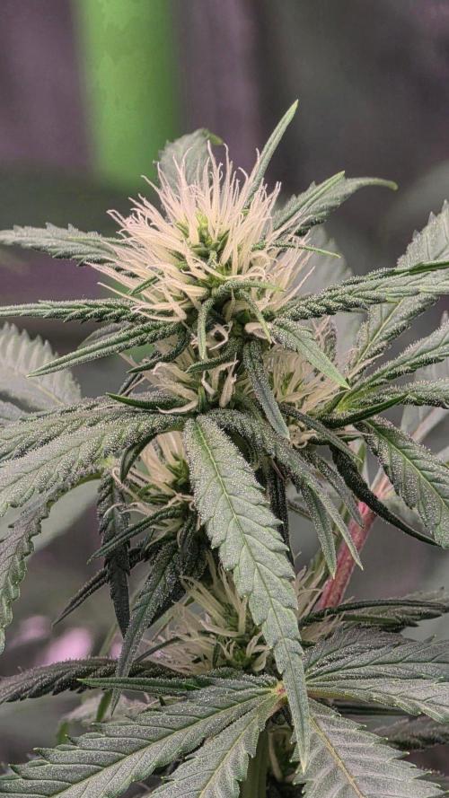 Tropicanna Poison F1 Fast Flowering. Week 11