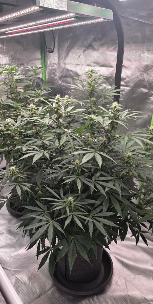 Tropicanna Poison F1 Fast Flowering. Week 11