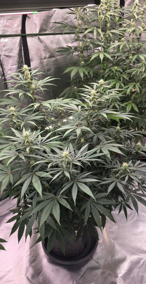 Tropicanna Poison F1 Fast Flowering. Week 11