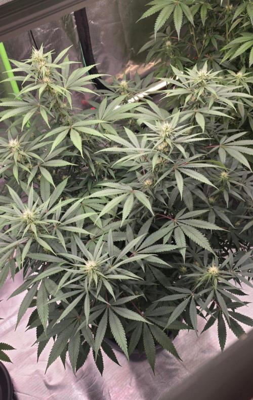 Tropicanna Poison F1 Fast Flowering. Week 11