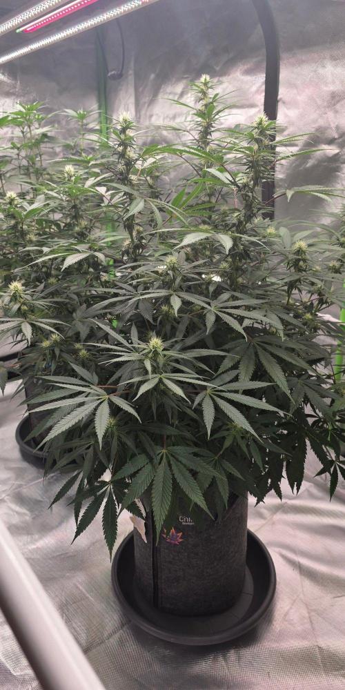 Tropicanna Poison F1 Fast Flowering. Week 11