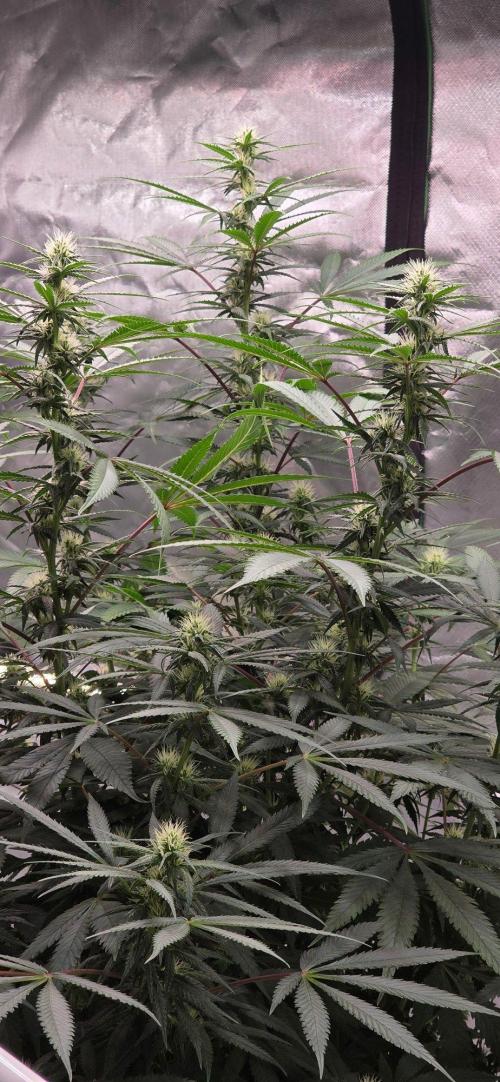 Tropicanna Poison F1 Fast Flowering. Week 11