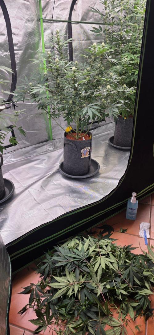 Tropicanna Poison F1 Fast Flowering. Week 11