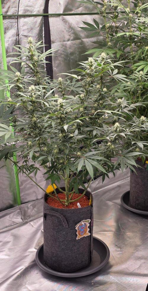 Tropicanna Poison F1 Fast Flowering. Week 11