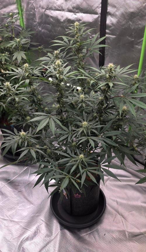 Tropicanna Poison F1 Fast Flowering. Week 11