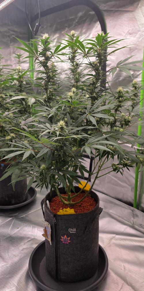 Tropicanna Poison F1 Fast Flowering. Week 11