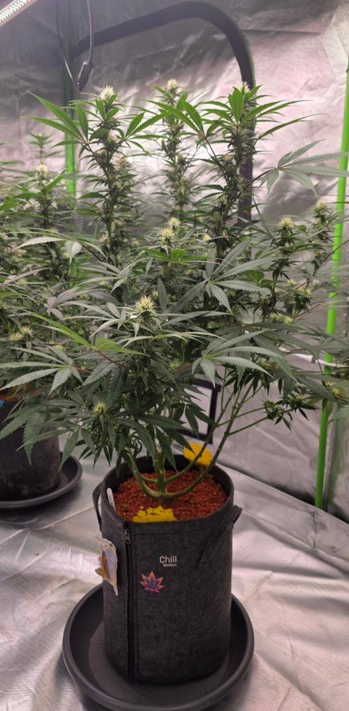 Tropicanna Poison F1 Fast Flowering. Week 11
