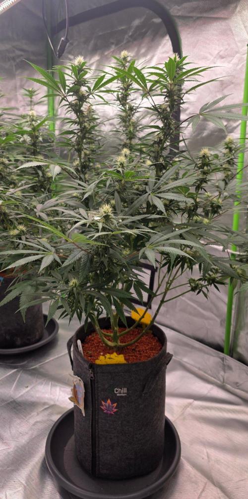 Tropicanna Poison F1 Fast Flowering. Week 11