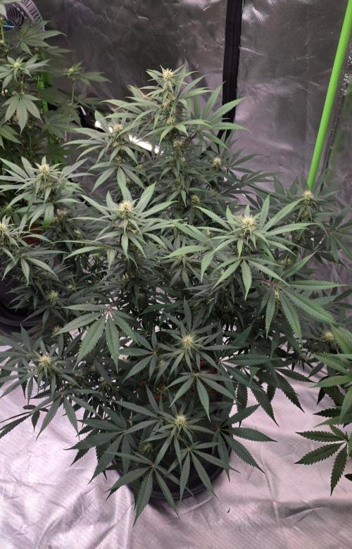 Tropicanna Poison F1 Fast Flowering. Week 11