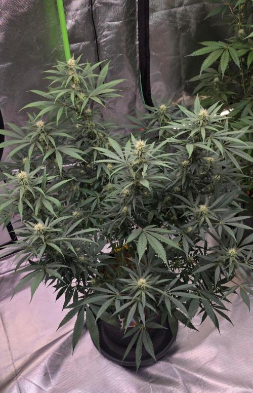 Tropicanna Poison F1 Fast Flowering. Week 11