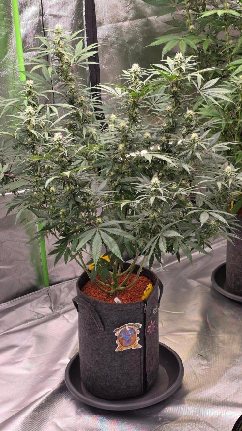 Tropicanna Poison F1 Fast Version. Week 11