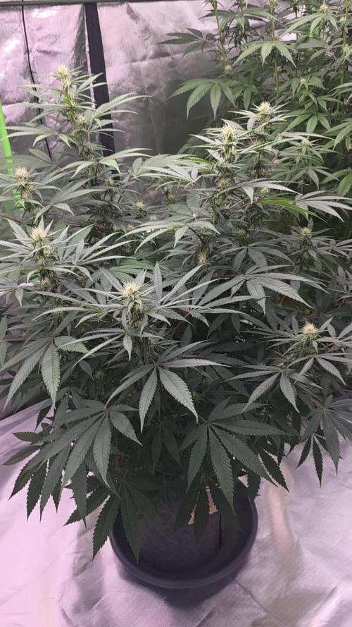 Tropicanna Poison F1 Fast Flowering