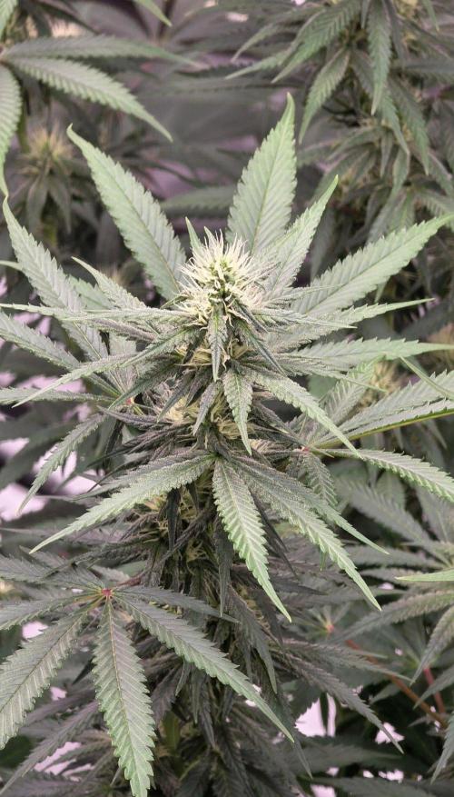 Tropicanna Poison F1 Fast Flowering. Week 12