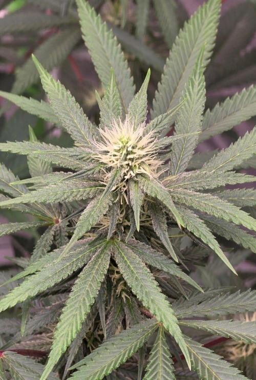 Tropicanna Poison F1 Fast Flowering. Week 12