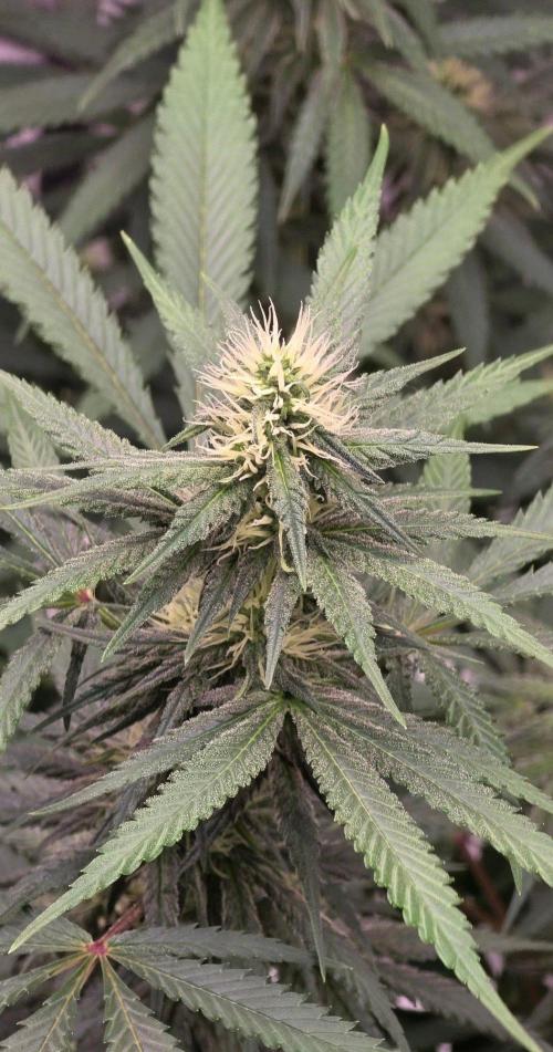 Tropicanna Poison F1 Fast Flowering. Week 12