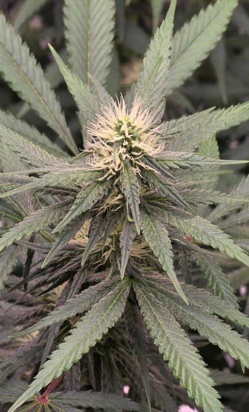 Tropicanna Poison F1 Fast Flowering. Week 12