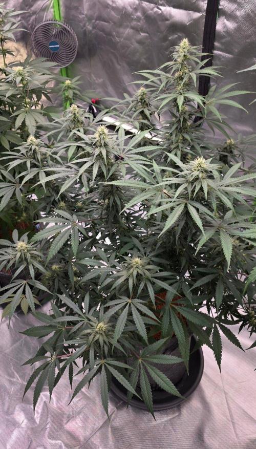 Tropicanna Poison F1 Fast Flowering. Week 12
