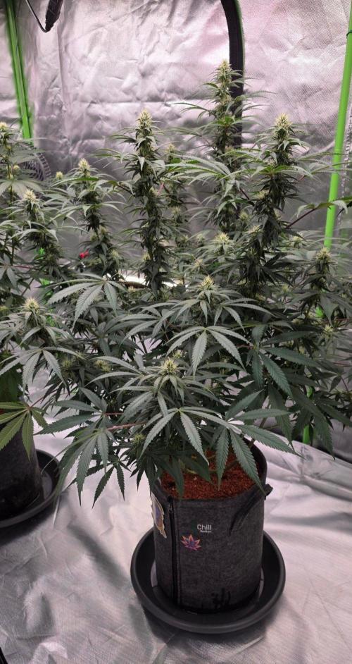 Tropicanna Poison F1 Fast Flowering. Week 12