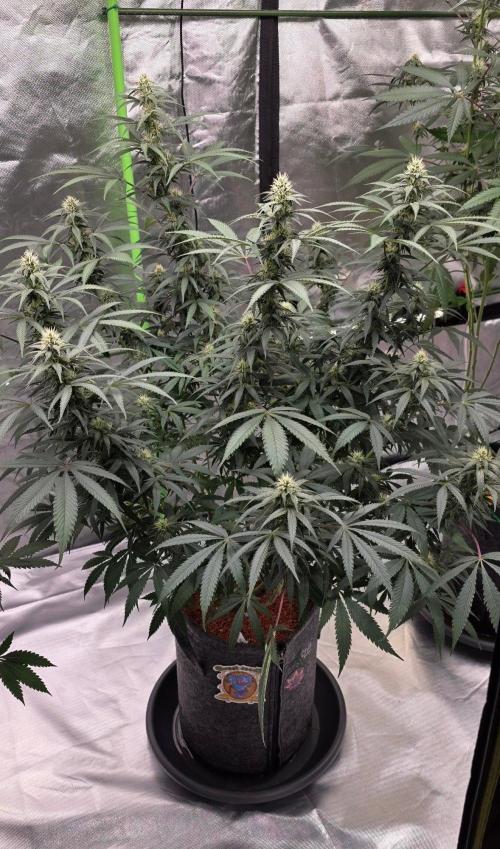 Tropicanna Poison F1 Fast Flowering. Week 12