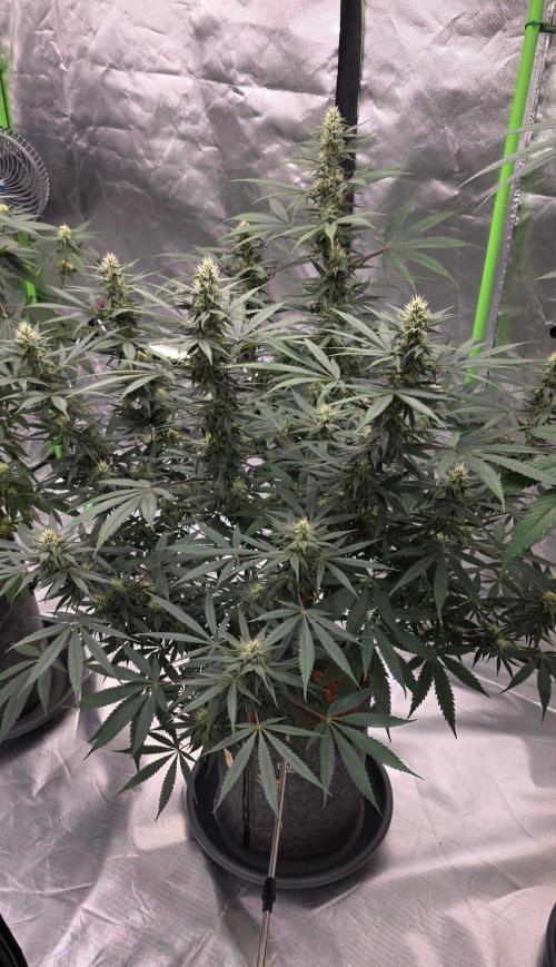 Tropicanna Poison F1 Fast Flowering. Week 12